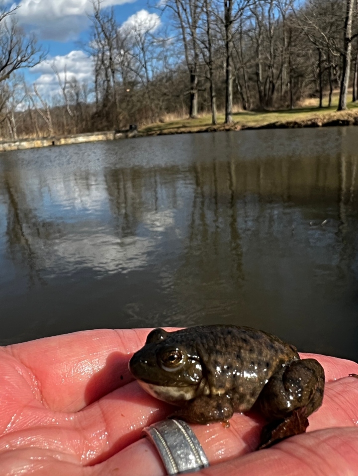 American Bullfrog